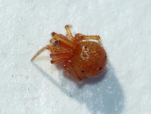 Theridion Musivum e Crustulina sticta? - Palidoro(RM)